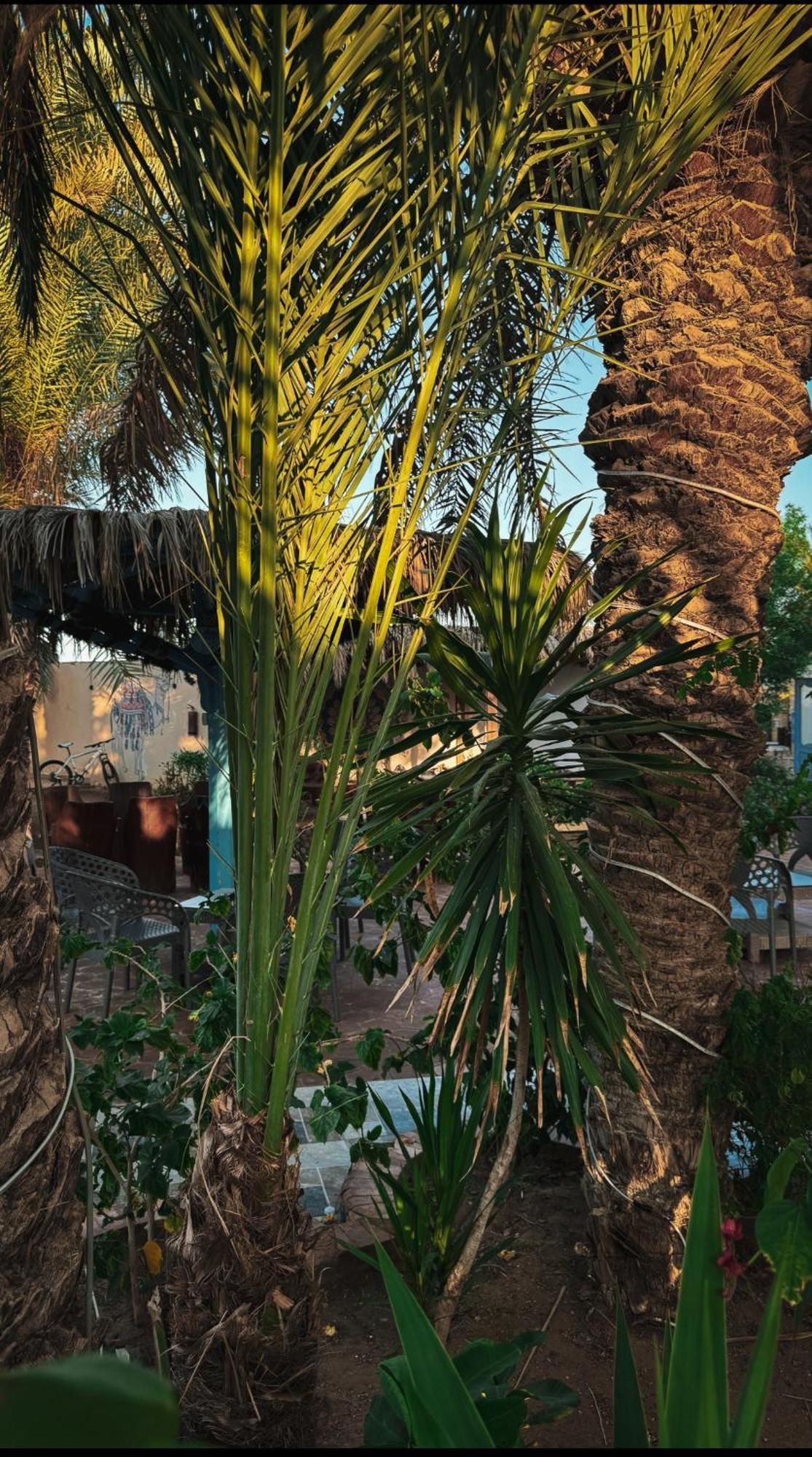 Miramar Camp Dahab Hotell Eksteriør bilde